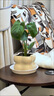 龜背竹盆栽客廳室內大葉植物小苗花卉耐除甲醛好養桌面綠植 【買(mǎi)一送一】小龜背竹30cm【四方泡泡陶瓷盆】 無(wú)規格 曬單實(shí)拍圖