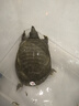 太湖?！觉r活有機甲魚】漢壽生態(tài)甲魚禮盒野外塘養(yǎng)團魚中華老鱉王八中秋 3斤（6年以上） 如需宰殺 留言備注 曬單實拍圖