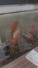 YEE超白魚(yú)缸桌面客廳生態(tài)斗金魚(yú)烏龜缸造景小型水草養魚(yú)玻璃裸缸40cm 曬單實(shí)拍圖