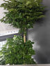 京鮮生 新西蘭Dazzle丹爍蘋(píng)果12粒特級果單果130-170g中秋生鮮水果禮盒 曬單實(shí)拍圖