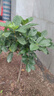 意軒 【帶花苞】陽(yáng)臺室內盆栽花卉梔子花樹(shù)苗大葉綠植四季開(kāi)花枝子花 獨桿梔子花【6年苗】【帶花苞】 不含盆 曬單實(shí)拍圖