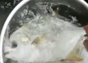 鮮活金鯧魚(yú)400-500g/條 曬單實(shí)拍圖