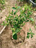 呆果丁沙糖桔樹(shù)苗地栽盆栽南方北方種植橘子樹(shù)苗柑桔果樹(shù)果苗嫁接砂糖橘 4年精選苗當年結果（包成活）帶葉發(fā)貨 曬單實(shí)拍圖