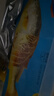 海名威 冷凍黃花魚700g/2條 寧德大黃魚地標(biāo) 海鮮水產(chǎn) 生鮮魚類 海魚 曬單實(shí)拍圖