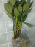花友水培萬(wàn)年青盆栽綠蘿客廳觀(guān)葉四季常青水養 萬(wàn)年青40-50厘米6株【圓柱玻璃瓶】 曬單實(shí)拍圖