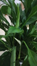 白掌一帆風(fēng)順盆栽植物室內花卉綠植水養四季開(kāi)花新手好養活 白掌1盆帶繁星盆 曬單實(shí)拍圖