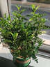 月季村清香胡椒木盆栽綠植花卉植物 中苗2盆【早安盆】+肥 源頭直發(fā) 曬單實(shí)拍圖