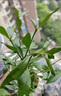 八芽小葉梔子花盆栽開花植物室內(nèi)桌面茶幾好養(yǎng)花卉綠植辦公室凈化空氣 小葉梔子花-陶瓷豎紋盆 帶盆栽好 曬單實(shí)拍圖