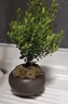 開(kāi)時(shí)果 小葉赤楠盆景擺件 辦公室桌面綠植花卉好養盆栽植物源頭直發(fā)包郵 【推薦款】舍得紫砂盆+苔蘚+底座 曬單實(shí)拍圖