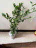 L25藍莓樹(shù)苗盆栽庭院陽(yáng)臺南北方種植地栽藍莓苗特大果耐寒果樹(shù)苗 兔眼藍莓【6年大苗當年結果】 曬單實(shí)拍圖