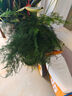 開(kāi)時(shí)果 大文竹盆栽老樁精品植物 四季好養大棵文竹室內陽(yáng)臺大型綠植盆景 5年大文竹+磚紅加侖盆/約40-50cm 曬單實(shí)拍圖
