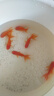 紅國獅金魚(yú)冷水魚(yú)鴻運當頭鶴頂鎏金金魚(yú)苗獅子頭好養耐活淡水金魚(yú) 紅國獅8-10cm2條送魚(yú)食 曬單實(shí)拍圖