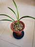 建蘭醉青衣蘭花青翠色捧瓣紅舌頭個(gè)性花老種濃香名貴高端名品綠植 1壯苗帶花 原盆土整盆發(fā)貨 曬單實(shí)拍圖