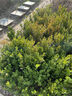 小葉黃楊樹(shù)苗冬青瓜子庭院綠化樹(shù)苗四季常青植物室外風(fēng)景樹(shù)苗 小葉瓜子黃楊【30-40cm】50棵 全國可種/四季常青 曬單實(shí)拍圖