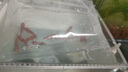 百綸木千草金魚觀賞魚冷水魚不加溫新手好養(yǎng)純種鳳尾大紅草魚苗 3-5cm草金魚11條 送魚糧 曬單實拍圖