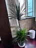 愛(ài)優(yōu)尚龍血樹(shù)綠植盆栽龍須樹(shù)室內辦公室客廳造型大型落地植物源頭直發(fā) 曬單實(shí)拍圖