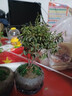 【小葉赤楠植物盆栽】四季常綠,易養活,凈化空氣,驅蚊蟲(chóng),助眠 小葉赤楠+舍得陶瓷盆+底座 曬單實(shí)拍圖
