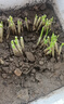 大禹韭菜根苗新根紫紅根韮菜移栽根種子四季壽光本地老品種大寬葉蔬菜 壽光紫紅根寬葉韭菜根苗100棵+肥 曬單實(shí)拍圖