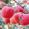 京地達煙臺棲霞紅富士蘋(píng)果凈重4.5斤單果約230g煙臺蘋(píng)果水果源頭直發(fā) 曬單實(shí)拍圖
