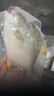 翔泰海南深海金鯧魚(yú)700g 2條 燒烤 火鍋 生鮮魚(yú)類(lèi) BAP認證 海鮮水產(chǎn) 曬單實(shí)拍圖