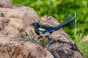 索尼（SONY）全畫(huà)幅遠攝長(cháng)焦 FE400-800mmF6.3-8G OSS 風(fēng)光/打鳥(niǎo)超遠攝鏡頭 400800G FE 400-800mmF6.3-8G OSS 曬單實(shí)拍圖