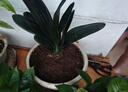 嘆為觀止君子蘭盆栽四季老苗花卉植物室內(nèi)庭院水培綠植好養(yǎng)圓頭和尚大小苗 金冠君子蘭10-12片原盆原土+送 含盆 曬單實拍圖