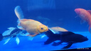 瘋狂水草蝴蝶鯉專(zhuān)用飼料魚(yú)糧500g1.5mm上浮顆粒高蛋白魚(yú)食錦鯉觀(guān)賞魚(yú)飼料 曬單實(shí)拍圖