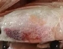 禧美海產(chǎn) 頭籽北極甜蝦凈重3斤 90/120規格 95%頭籽 MSC認證 海鮮水產(chǎn) 曬單實(shí)拍圖