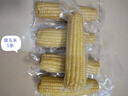 佟創(chuàng  )東北白糯玉米棒 新鮮甜糯玉米棒 代餐輕食真空包裝黏粘玉米 東北白糯玉米凈重250g*10棒/箱 曬單實(shí)拍圖
