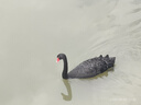 傾姿堂生姜防脫育發(fā)洗發(fā)水側(cè)柏葉固發(fā)養(yǎng)發(fā)去屑止癢控油持久蓬松1000ml17 曬單實(shí)拍圖