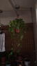 長(cháng)藤綠蘿垂吊綠植室內吊蘭吸甲醛凈化空氣綠植盆栽稀有綠蘿盆栽 【盆口直徑16厘米】長(cháng)藤紅盆綠蘿1盆送肥料 曬單實(shí)拍圖