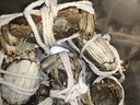 【活蟹】陽(yáng)澄逍遙大閘蟹鮮活螃蟹全母2.7-3.0兩8只現貨中秋送禮盒生海鮮湖河蟹次日達 曬單實(shí)拍圖