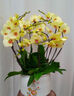 綠韻花田【兩小時(shí)達(dá)】蝴蝶蘭盆栽帶花苞花劍花盆真花蘭花送長(zhǎng)輩教師節(jié)禮物 6株紫色（瓷盆隨機(jī)） 曬單實(shí)拍圖