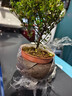 小葉赤楠盆景老樁盆栽植物辦公室室內(nèi)花卉桌面四季常青好養(yǎng)綠植 小葉赤楠+舍得盆+苔蘚+底座 曬單實拍圖