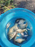 龍王恨魚(yú)餌野戰藍鯽X5青春版腥香餌江河黑坑野釣鯽鯉草鳊魚(yú)通殺釣魚(yú)餌料 藍鯽X5-腥香(300g/1包) 曬單實(shí)拍圖