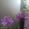 歐芽  蝴蝶蘭盆栽帶花劍蘭花大苗客廳室內植物耐寒花卉好養活 雙梗帶花【紫水晶+育苗盆】 曬單實(shí)拍圖