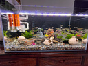 瘋狂水草魚(yú)缸造景裝飾躲避屋裝飾擺件迷你鸚鵡魚(yú)小魚(yú)繁殖屋陶罐魚(yú)窩 蘑菇屋 曬單實(shí)拍圖
