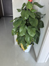 綠蘿柱天堂鳥(niǎo)大型綠植客廳室內大葉植物盆栽新房除甲醛凈化空氣 大葉綠蘿柱1.4-1.5米【鉆石樹(shù)脂盆】 曬單實(shí)拍圖