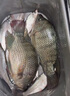 達億瓦（DAIWA）28調進(jìn)口魚(yú)竿手桿手竿釣魚(yú)竿碳素綜合臺釣竿十大知名品牌 3.90m Class 4-39 曬單實(shí)拍圖
