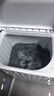 榮事達洗衣機半自動(dòng)家用大容量雙桶雙缸波輪洗衣機脫水雙筒 半自動(dòng)洗衣機以舊換新 11.6公斤洗+脫【洗8KG+脫3.6KG】 曬單實(shí)拍圖