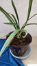 種花迷御春閣綠植盆栽室內陽(yáng)臺苗木室內盆栽垂吊花卉植物花卉盆栽 青葉吊蘭整盆苗3-5棵 曬單實(shí)拍圖