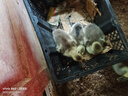 潮汕正宗獅頭鵝苗純種一2斤特大種汕頭澄海獅頭鵝苗活體成年幼苗 買3送1發(fā)4只(每只1斤左右) 曬單實(shí)拍圖