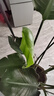 花財主天堂鳥(niǎo)盆栽辦公室大型綠植客廳盆栽家用吸甲醛凈化空氣綠植 5-6天堂鳥(niǎo)1.2-1.3m【梯形盆】 曬單實(shí)拍圖