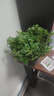 四季常青金魚花吊蘭盆栽室內(nèi)綠植花卉多肉植物發(fā)財(cái)樹好養(yǎng)易活客廳 金魚吊蘭【整盆20-30顆】原盆土 曬單實(shí)拍圖