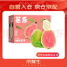 京鮮生 紅心珍珠芭樂(lè ) 番石榴 凈重3斤 單果150g+ 生鮮水果禮盒 曬單實(shí)拍圖