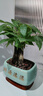 發(fā)財樹(shù)小盆栽大綠植辦公室內除甲醛花卉客廳好養旺宅植物桌面盆景 【A級大盆】三桿發(fā)財樹(shù)(財源滾滾 含盆 曬單實(shí)拍圖