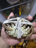 【活蟹】湖鮮陽(yáng)澄 大閘蟹 去繩足重 2.3-2.6兩 8只 鮮活六月黃海鮮超大螃蟹中秋禮盒裝 曬單實(shí)拍圖