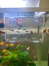 迪普爾 魚(yú)缸隔離盒魚(yú)苗隔離孵化盒孔雀魚(yú)繁殖盒分離盒箱吸盤(pán)產(chǎn)房掛缸* 雙格20*10*15CM（吸盤(pán)掛鉤式） * 曬單實(shí)拍圖