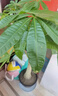 植男植女步步高造型發(fā)財樹(shù)盆栽花卉客廳室內大型綠植辦公室好養源頭直發(fā) 曬單實(shí)拍圖