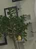 花財主大型盆栽綠植 檸檬樹(shù)鴨腳木發(fā)財樹(shù)天堂鳥(niǎo)綠植室內客廳大盆栽 S級香水檸檬1.5-1.7米【鉆石盆】 含盆 曬單實(shí)拍圖